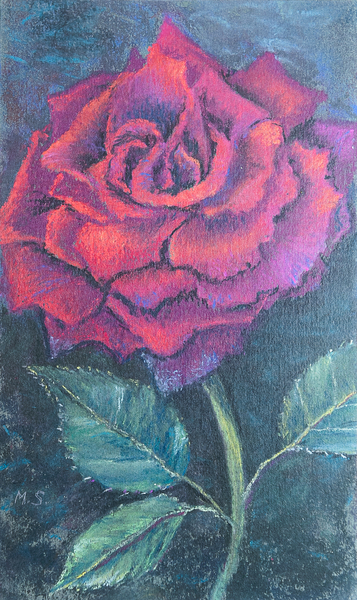 Beauty of the rose à Margo Starkey