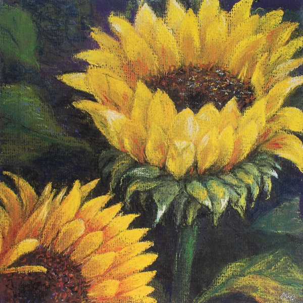 Sunflowers à Margo Starkey