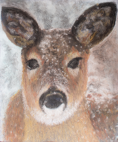 Young Deer in Winter à Margo Starkey