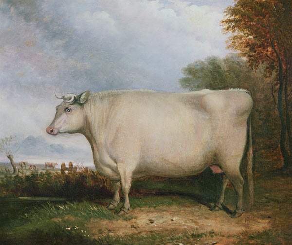 Portrait of a prize cow à John Vine