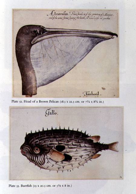 Head of a Brown Pelican; Burrfish à John White