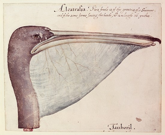 Pelican, c.1590 à John White