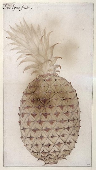 Pineapple, (pencil, w/c & bodycolour on paper) à John White
