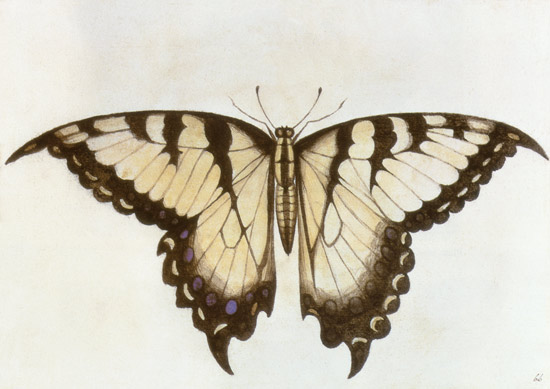 Swallow-tail Butterfly à John White