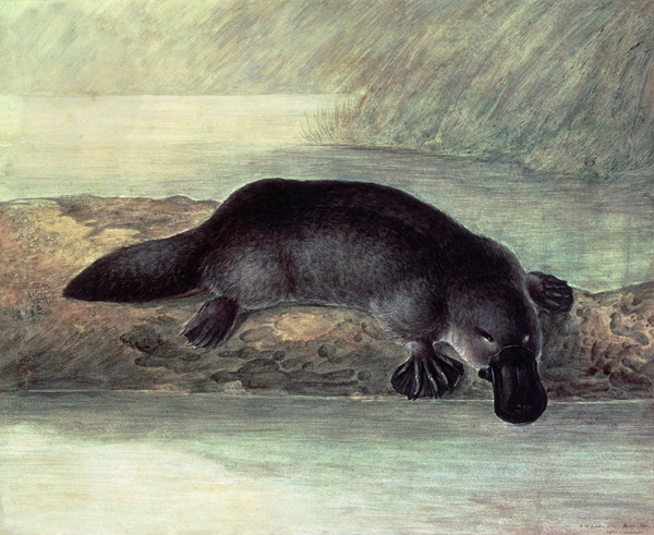Duck-billed platypus, ornithorynchus paradoxus à John William Lewin