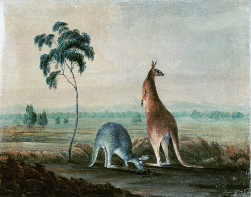Kangaroos in a landscape à John William Lewin