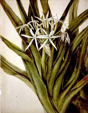 The Murray Lily, cirinum pedunculatum