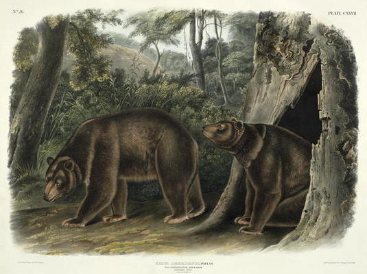 Ursus Americanus, var. Cinnamonum (Cinnamon Bear), plate 127 from 'Quadrupeds of North America', eng à John Woodhouse Audubon