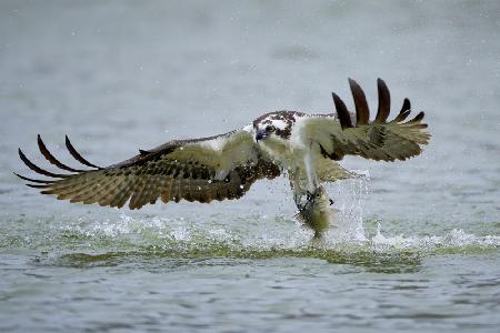 Osprey with catch