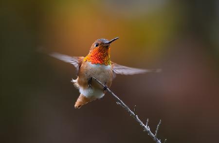 Hummingbird