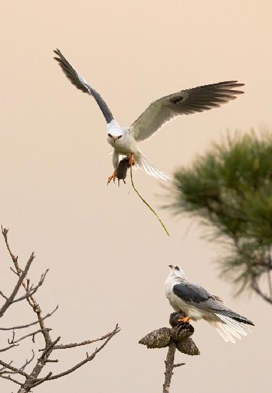 White tailed kite