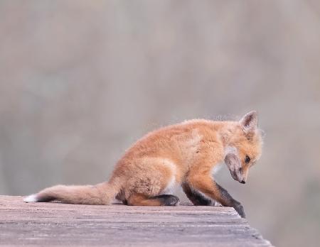 Porch Fox