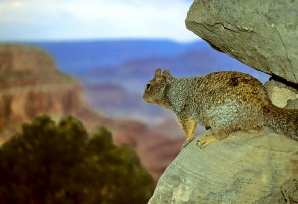 Squirrel with a View, Grand Canyon à Jonathan Cohen