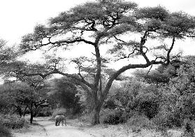 under the acacia