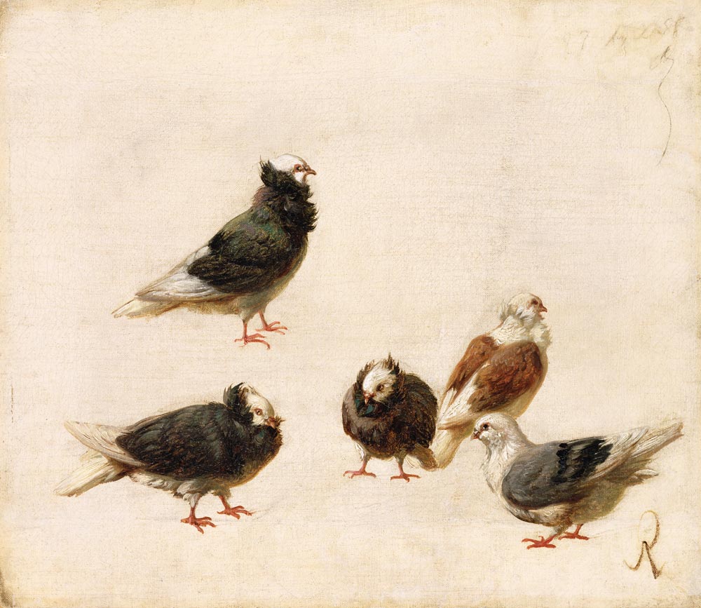 Pigeons à Jose Ruiz Blasco