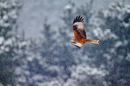 Red kite in the snow storm