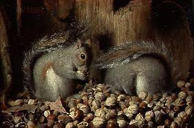 écureuil avec leur réserve d'hiver.