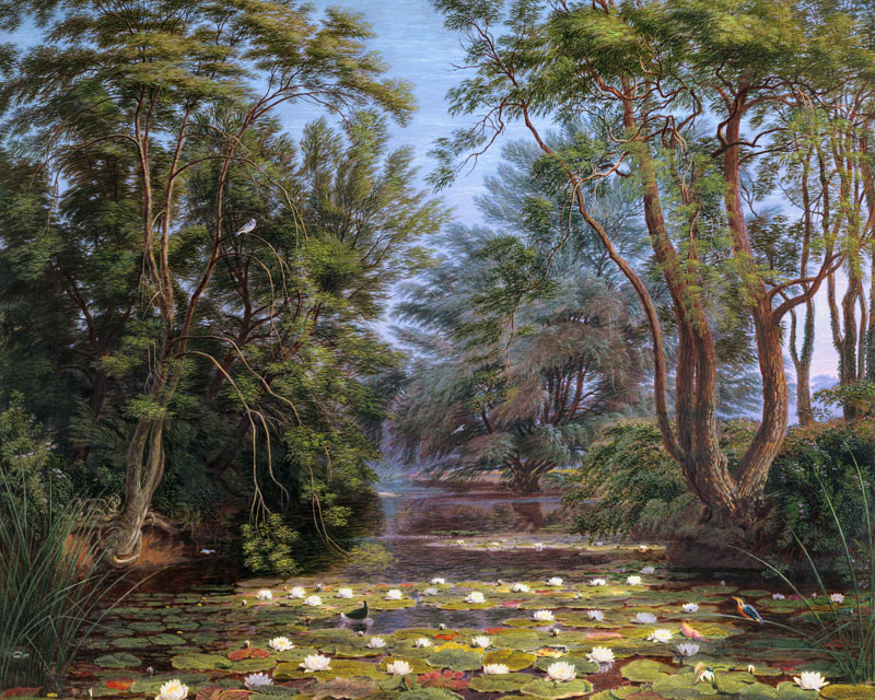 River Cherwell Waterlilies à William Turner