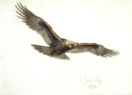 Eagle in flight à Joseph Wolf