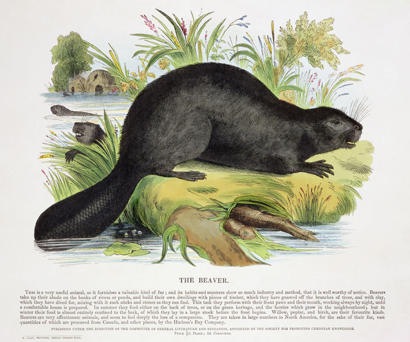 The Beaver, educational illustration pub. by the Society for Promoting Christian Knowledge, 1843 (aq à Josiah Wood Whymper