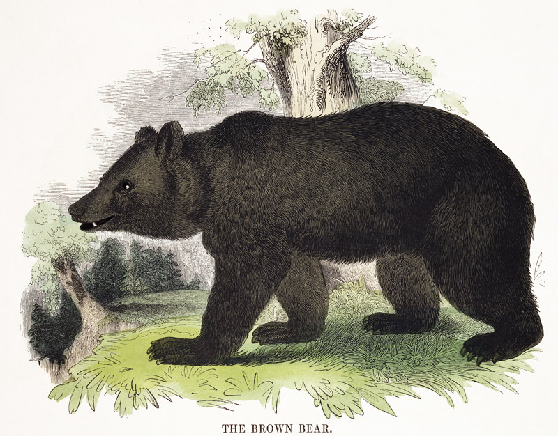 The Brown Bear, educational illustration pub. by the Society for Promoting Christian Knowledge, 1843 à Josiah Wood Whymper
