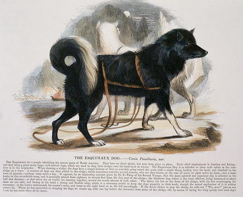 The Esquimaux Dog (Canis familiaris) educational illustration pub. by the Society for Promoting Chri à Josiah Wood Whymper