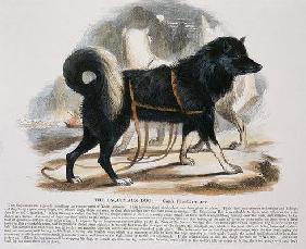 The Esquimaux Dog (Canis familiaris) educational illustration pub. by the Society for Promoting Chri