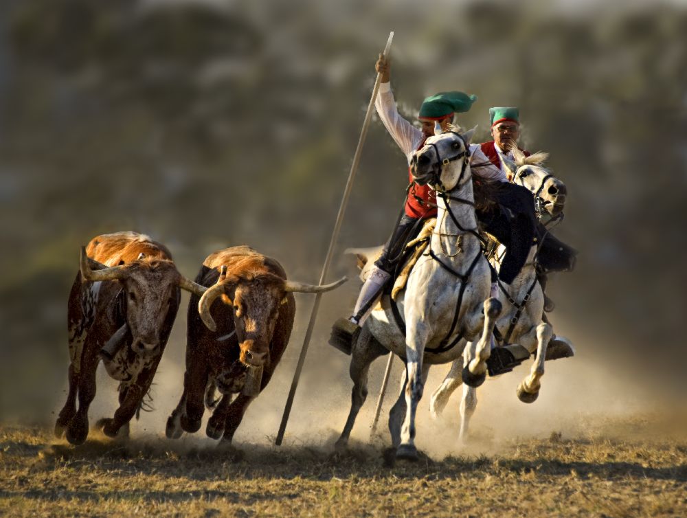 Campinos of Portugal à Jovelino