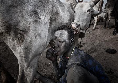 The cow accepts that the mundari child drinks the milk from its udders.