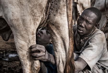 A Mundari tribe father feeding his child with the milk that comes out of the cows udder