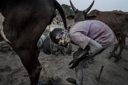 Mundari tribe child cleaning his head with cow urine - South Sudan