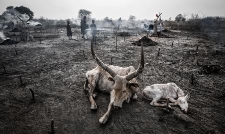 Life in a Mundari cattle camp-VIII - South Sudan