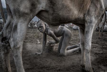 Collecting dung in a mundari cattle camp.