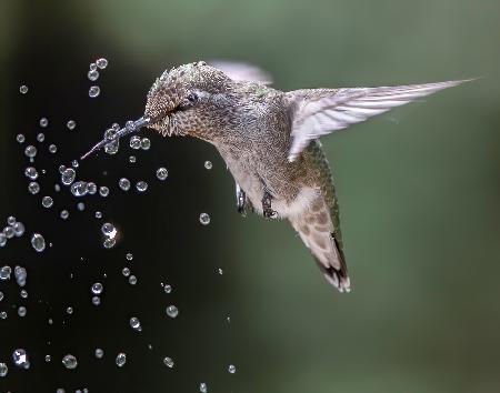 Happy hummingbird