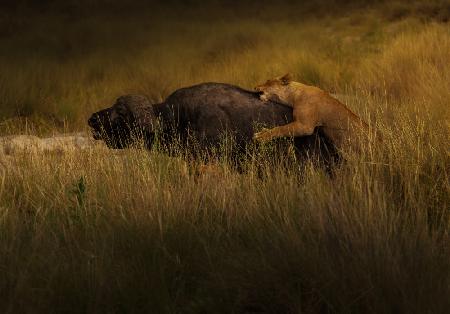 Lions Attack Buffalo