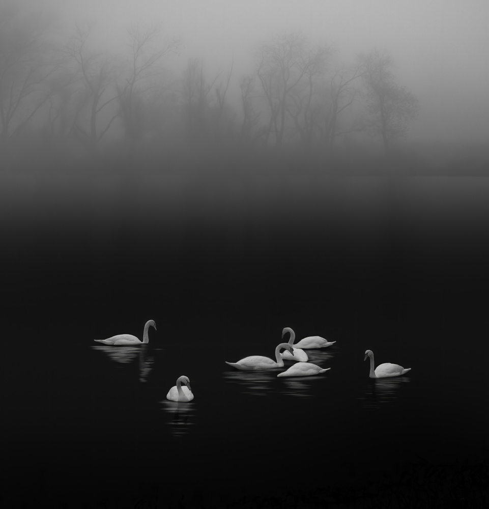 Swan lake foggy morning à Judy Tseng