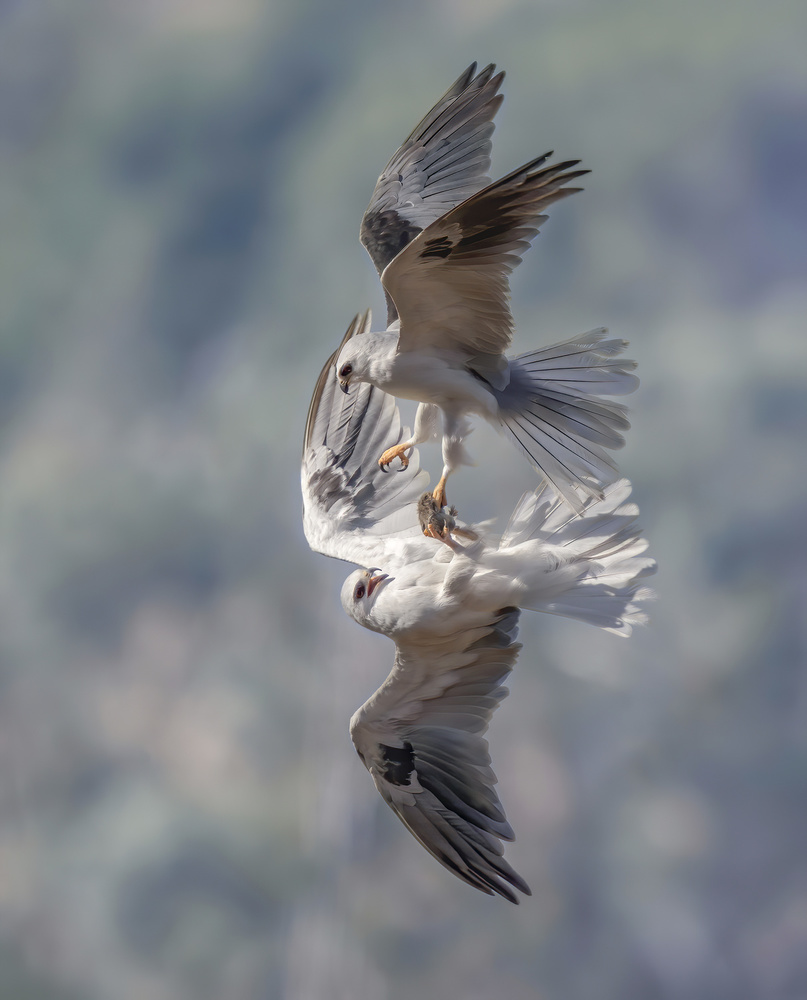 White-tailed kites transfer a catch à Judy Tseng