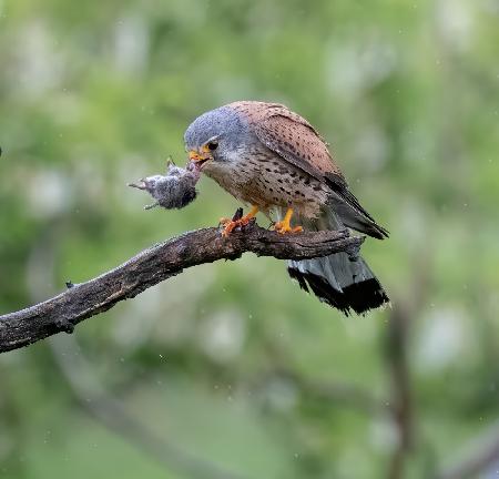 Kestral with prey