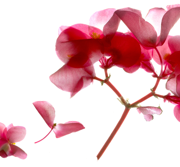 Begonia Pink VII à Julia McLemore