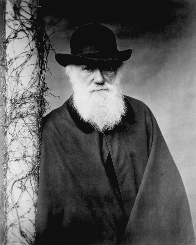 Portrait of Charles Darwin (1809-82) 1881 (b/w photo)  à Julia Margaret Cameron