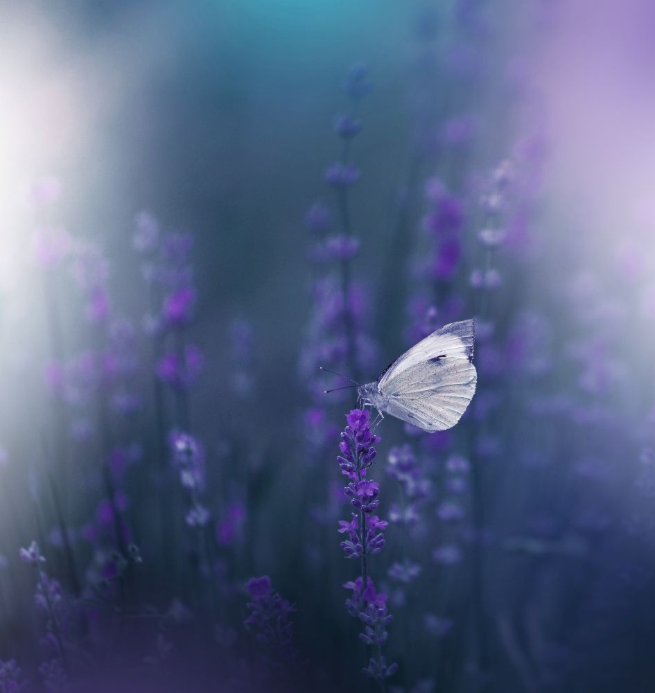 Lavender Queen... à Juliana Nan