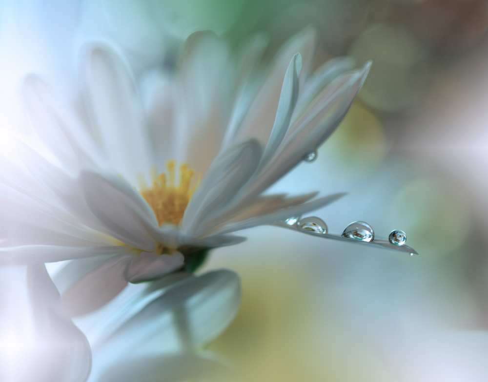 Light touch... à Juliana Nan