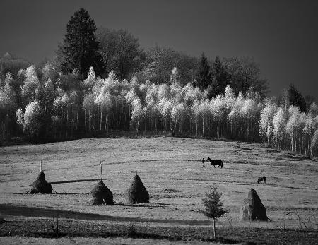 November fields