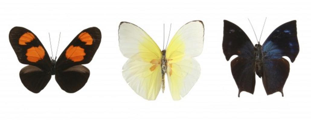 Colorful butterflies à Julián Rovagnati