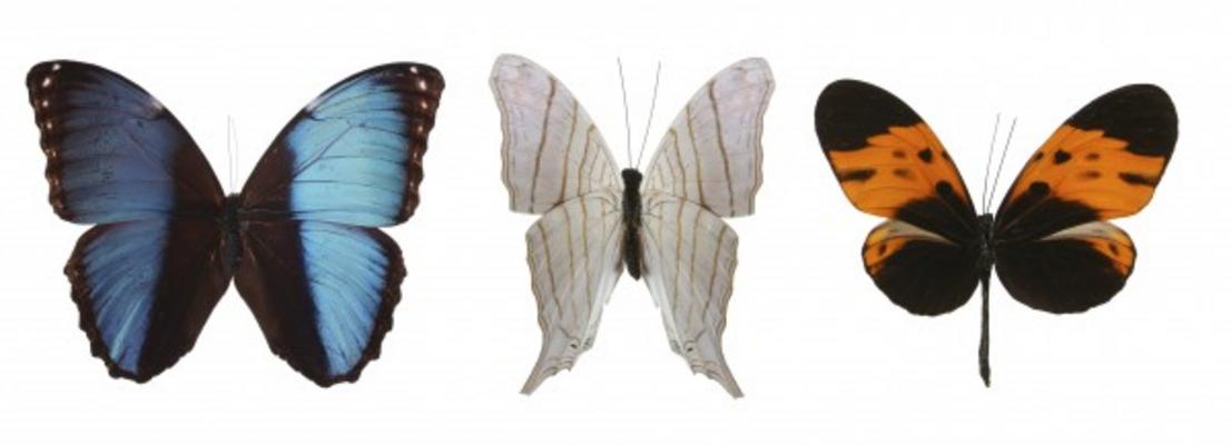 Colorful butterflies à Julián Rovagnati
