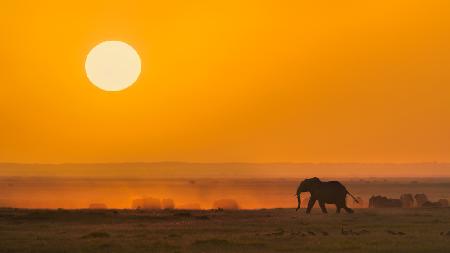 A Golden Morning