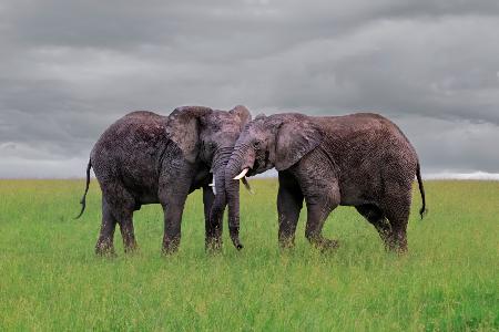 Elephant Tai Chi Push