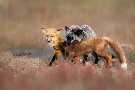 Fox Family