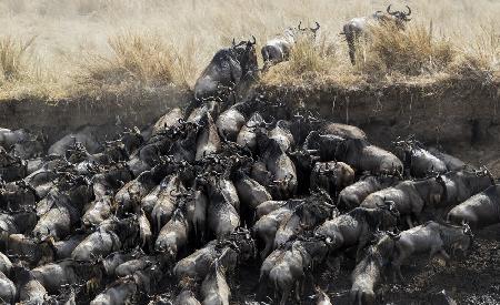 Wildebeests in Crossing