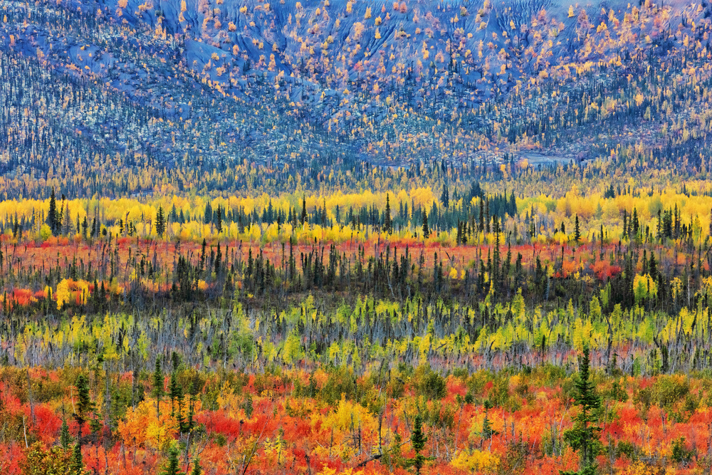 Fall Color in The Mountain à Jun Zuo